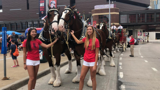 Budweiser Clydesdale - Bud Girls - Backwoods Promotions - The Model Life