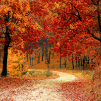 Autumn Woods